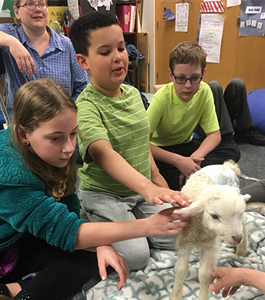 Students petting a lamb in a classroom